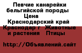Певчие канарейки бельгийской породы › Цена ­ 500 - Краснодарский край, Краснодар г. Животные и растения » Птицы   